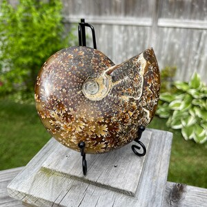 May include: A fossilized ammonite with a brown and white shell pattern. The ammonite is displayed on a black metal stand.