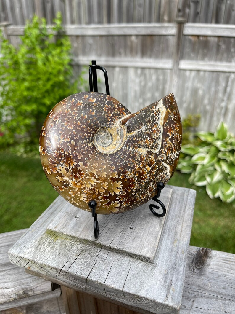 May include: A fossilized ammonite with a brown and white shell pattern. The ammonite is displayed on a black metal stand.