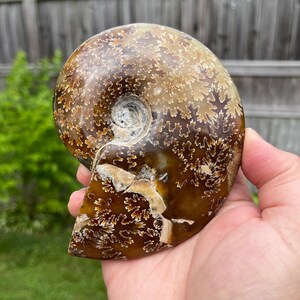 May include: A fossilized ammonite with a brown and white swirling pattern. The ammonite is a spiral-shaped shell with a smooth, polished surface.