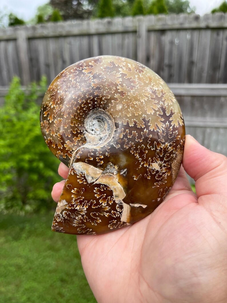 May include: A fossilized ammonite with a brown and white swirling pattern. The ammonite is a spiral-shaped shell with a smooth, polished surface.
