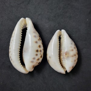 Cut Sliced Cowrie Shell, Cowrie Shell, Focal Shell, Sea Shells, Afrocentric Jewelry, Ethnic Jewelry
