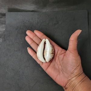 Peut inclure: Un coquillage cauri blanc et marron à l'aspect naturel et poli. La coquille est tenue dans une main, mettant en valeur sa texture lisse et ses marques uniques. C'est un objet décoratif naturel.