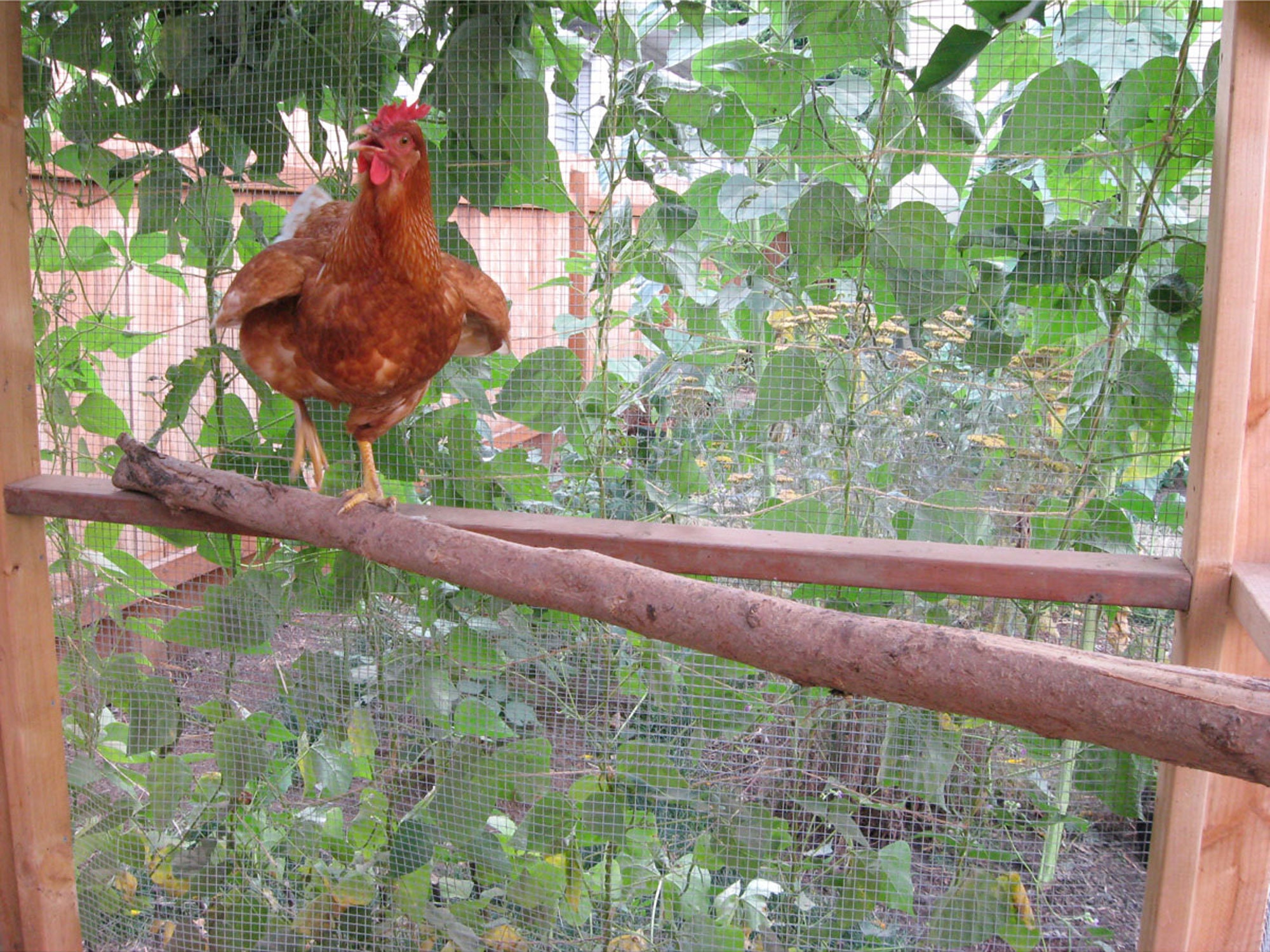 The Garden Coop Walkin Chicken Coop Plan Ebook PDF Instant Etsy UK