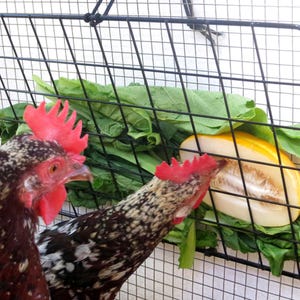 Peck-It-Clean Veggie Feeder for Chickens, 16" x 10" (Large), Black – Includes Grid Panel, Cord, Toggle, and Cable Ties