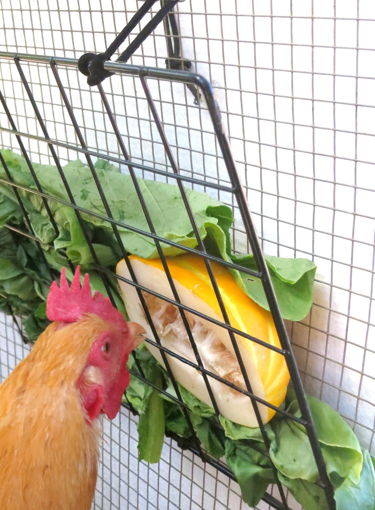 Mangiatoia per verdure Peck-It-Clean per polli piccola 254
