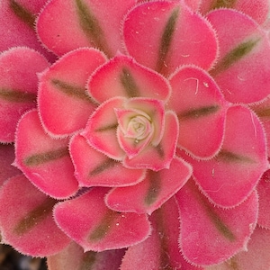 Rare Aeonium Pink Witch - 4&quot; cutting