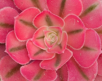 Rare Aeonium Pink Witch - 4" cutting