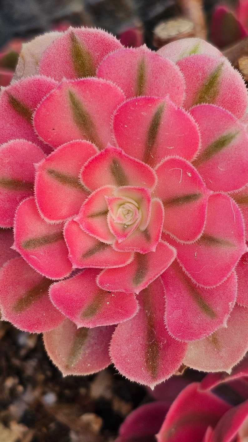 May include: Close-up of a vibrant succulent plant with pink, petal-like leaves. The leaves have dark green stripes and a fuzzy texture. The center of the plant is a lighter pink with a creamy white core. The plant is a beautiful example of nature's design.