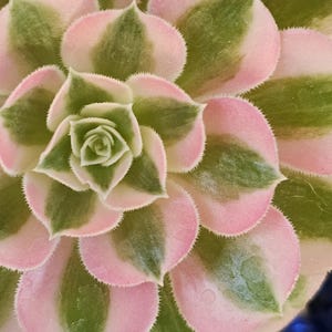 May include: Close-up of a succulent plant with layered, rounded leaves. The leaves display a pattern of pink edges, green centers, and white accents. The plant's center forms a tight spiral, showcasing its intricate design.