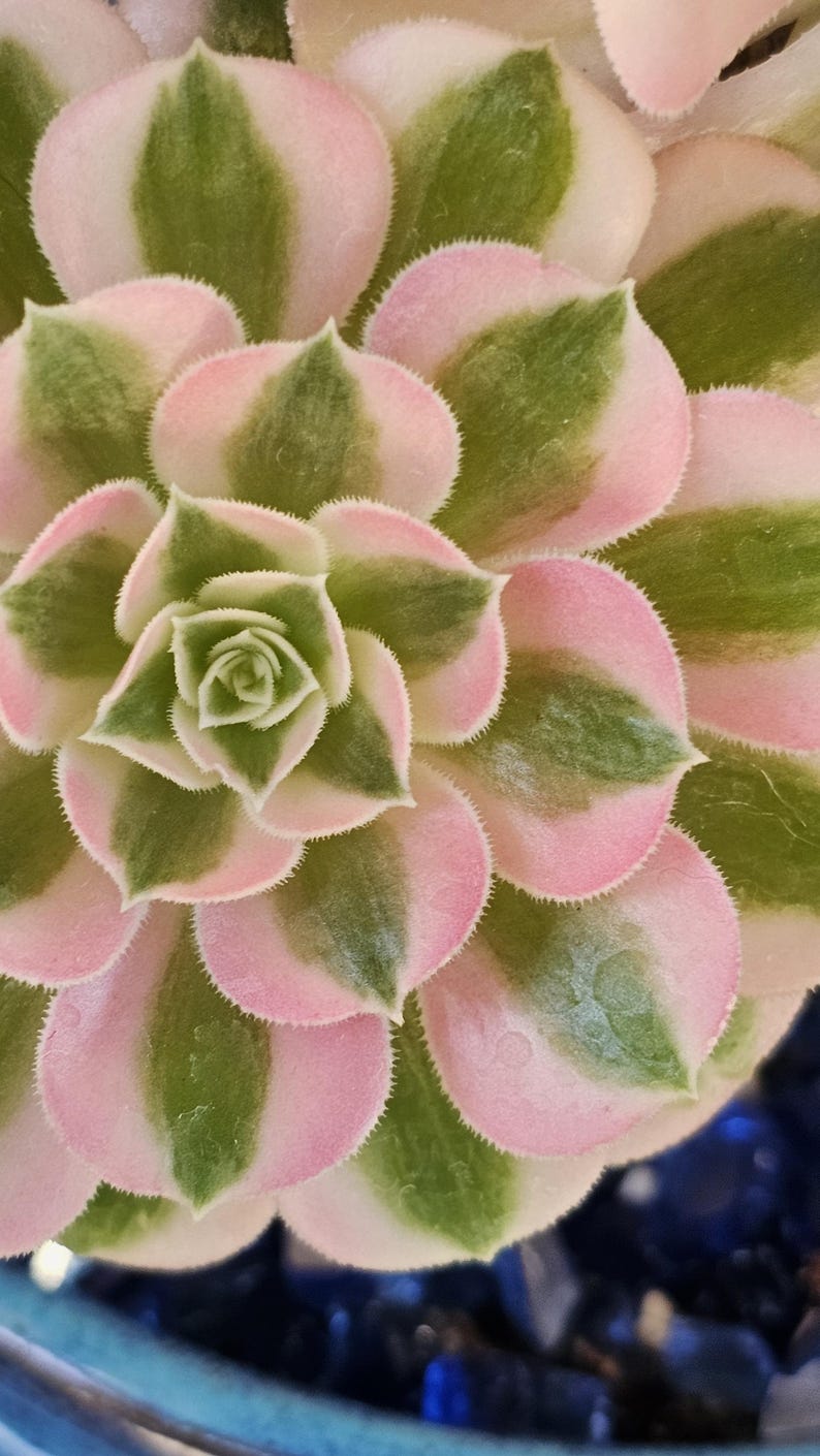 May include: Close-up of a succulent plant with layered, rounded leaves. The leaves display a pattern of pink edges, green centers, and white accents. The plant's center forms a tight spiral, showcasing its intricate design.