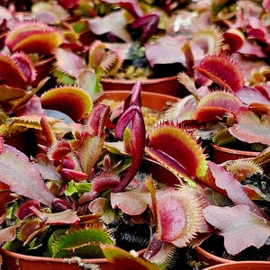 May include: A collection of Venus flytrap plants in small brown plastic pots. Each plant features multiple hinged, jaw-like leaves with vibrant red interiors and green edges, lined with stiff, hair-like cilia along the outer margins.