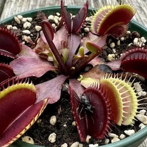May include: A Venus flytrap plant with deep red, hinged leaves featuring sharp, tooth-like cilia along the edges. The plant is potted in dark soil with small white perlite pebbles, and a small black insect is visible inside one open trap.