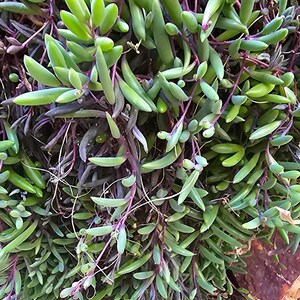 May include: Close-up of a succulent plant with vibrant green, elongated leaves and deep purple stems. The plant cascades downwards, creating a lush, textured appearance. The plant is surrounded by small rocks and pebbles.