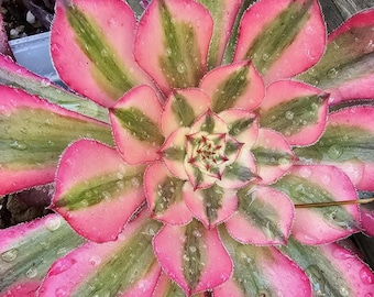 Zwartkin Variegated Aeonium Cutting