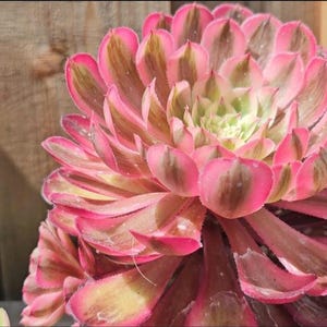 May include: Close-up of a vibrant succulent plant with layered, petal-like leaves. The leaves display a gradient of colors, including pink, green, and brown. The plant is set against a wooden background, highlighting its natural beauty.