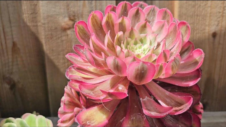 May include: Close-up of a vibrant succulent plant with layered, petal-like leaves. The leaves display a gradient of colors, including pink, green, and brown. The plant is set against a wooden background, highlighting its natural beauty.