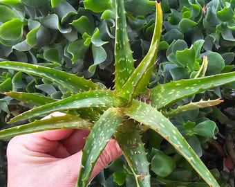 1 Aloe dorotheae ‘Sunset Aloe’ cutting - Fiery Color-Changing Succulent