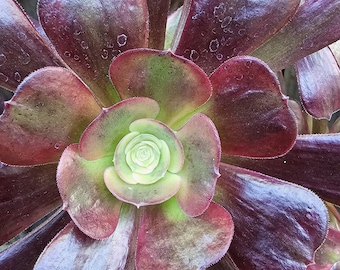 Cupid Aeonium Cutting
