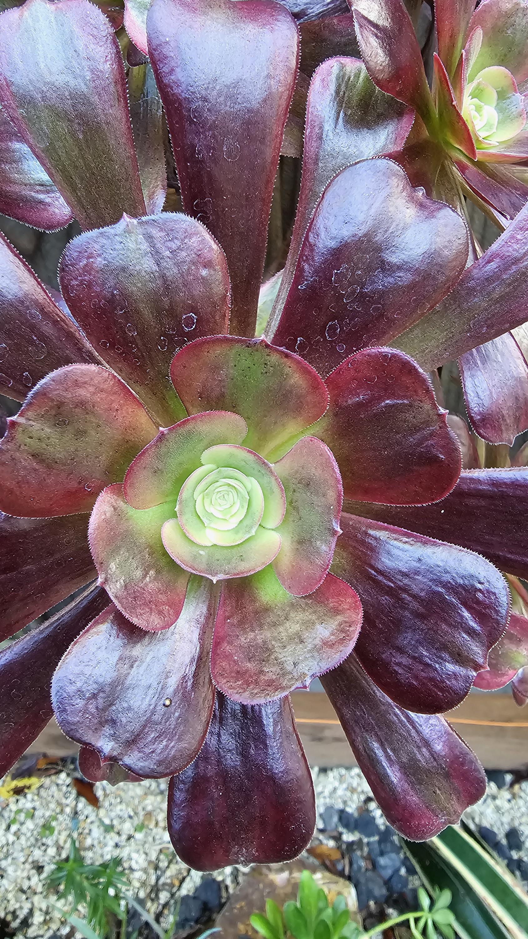 echeveria Leather Switiching Work JKT 1