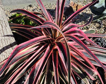 Mangave ‘Snow Leopard’ - Spotted, Sculptural, Show-Stopping Succulent
