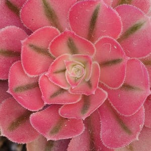 May include: Close-up of a succulent plant with pink, rounded leaves. The leaves have dark green stripes radiating from the center. The plant's center is a lighter pink with a small, tightly packed bud.