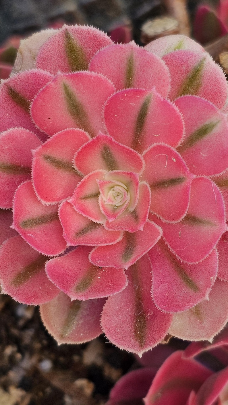 May include: Close-up of a succulent plant with pink, rounded leaves. The leaves have dark green stripes radiating from the center. The plant's center is a lighter pink with a small, tightly packed bud.