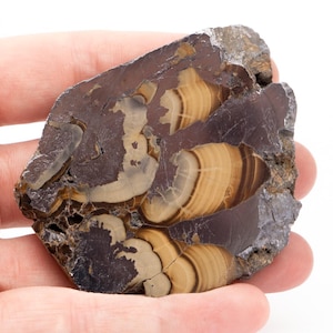 May include: A hand holds a polished stone with a mix of colors. The stone features a dark brown exterior with lighter brown and tan banded patterns visible on the interior. The stone's surface has a rough, natural texture.