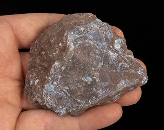 RARE Devonian fish 2.89 oz Wladysagitta fossil specimen #6532T - UKRAINE