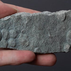 May include: A rough, elongated piece of grey sedimentary rock featuring a series of circular, fossilized impressions across its textured surface. The stone has an irregular, jagged edge and a matte, granular appearance with varying depths of relief.