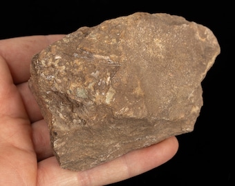 RARE Devonian fish 6.42 oz Wladysagitta fossil specimen #6526T - UKRAINE