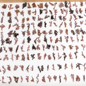 200x Native COPPER crystals wholesale 6.49 oz specimen #8294T - ITAUZ Mine, KAZAKHSTAN