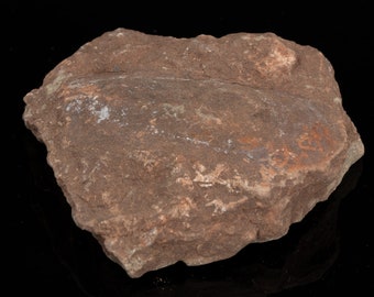 RARE Devonian fish 5.64 oz Wladysagitta fossil specimen #6531T - UKRAINE