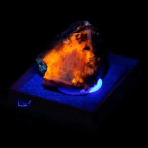 May include: A brightly illuminated rock formation, possibly a mineral specimen, with vibrant orange and black hues under a black light. The rock is displayed in a dark blue tray, contrasting against the black background. The rock's surface has a rough texture.