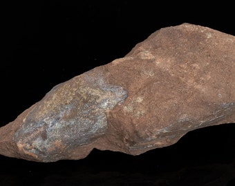 RARE Devonian fish 11.82 oz Wladysagitta fossil specimen #6516T - UKRAINE