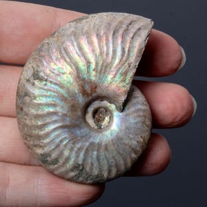 Può includere: Un esemplare di ammonite fossilizzata caratterizzato da una conchiglia a spirale con creste prominenti e una lucentezza iridescente naturale che mostra tonalità cangianti di verde, blu e oro sulla superficie ruvida color terra.