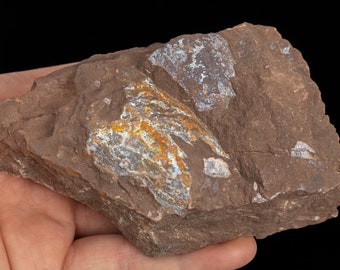 RARE Devonian fish 13.76 oz Wladysagitta fossil specimen #6518T - UKRAINE