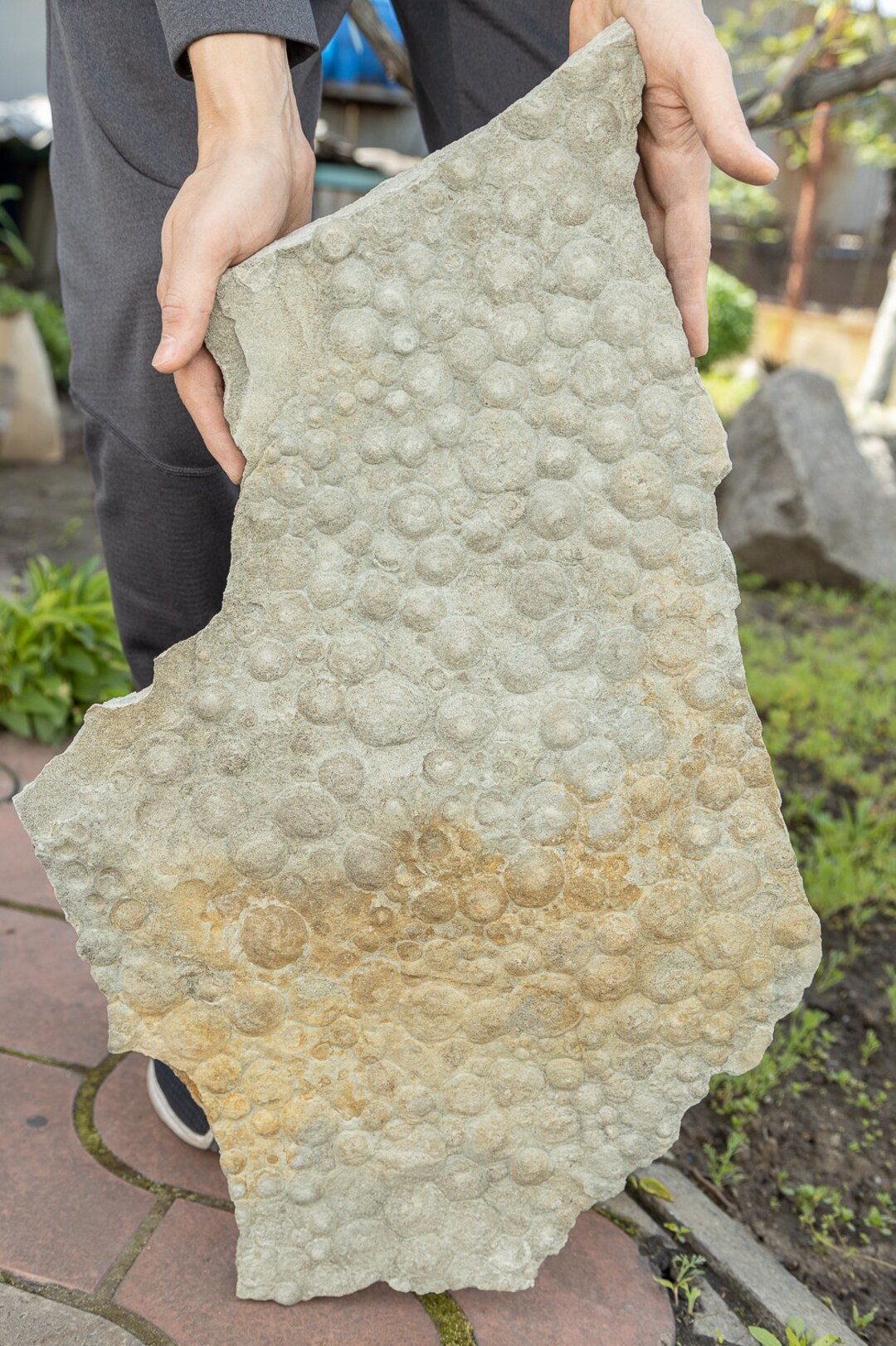 Huge Rare Ediacaran Precambrian Fossil Medusoid Nemiana 30.38 Lbs