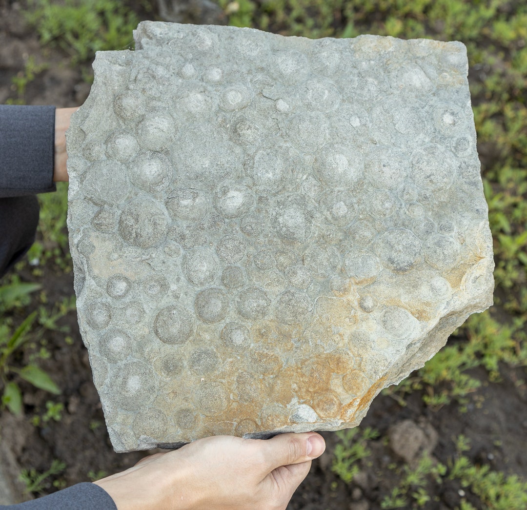 Large Rare Ediacaran Precambrian Fossil Medusoid Nemiana 16.14 Lbs