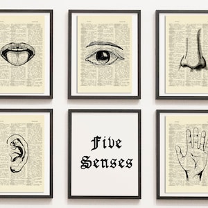 Print Set of 5 Five Senses Anatomical Poster, Human Senses Print, Medical Print, Dictionary Art Print, Drawn Illustration,DIGITAL DOWNLOAD