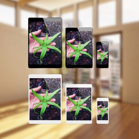 Commercial Use Instant Download Iphone Tablet Ipad Mockups For