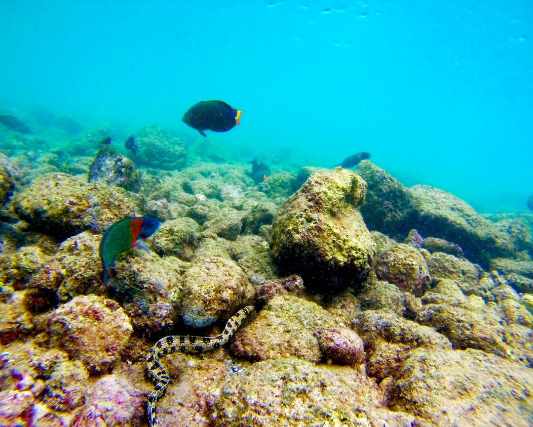 Reef Photography, Ocean Life, Poipu Hawaii Photo, Kauai Photograph