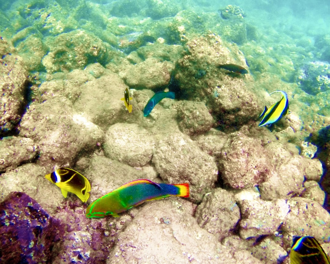 Reef Photography Color Fish Poipu Hawaii Photo Kauai Etsy