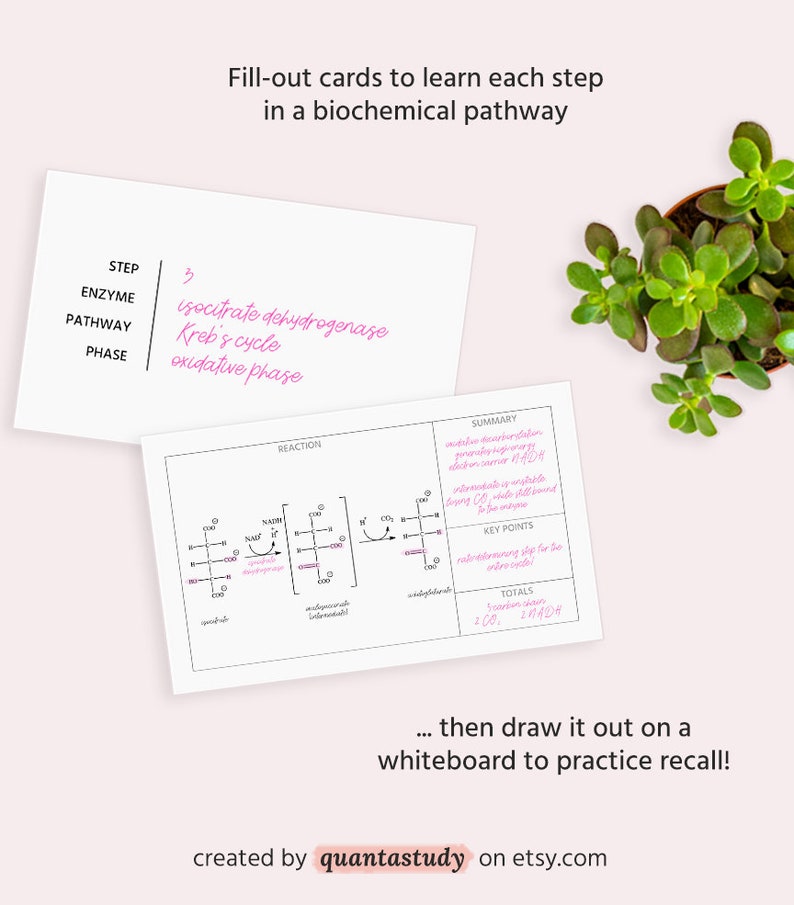 Biochemistry Pathway Flash Cards MCAT Study Chemistry Etsy