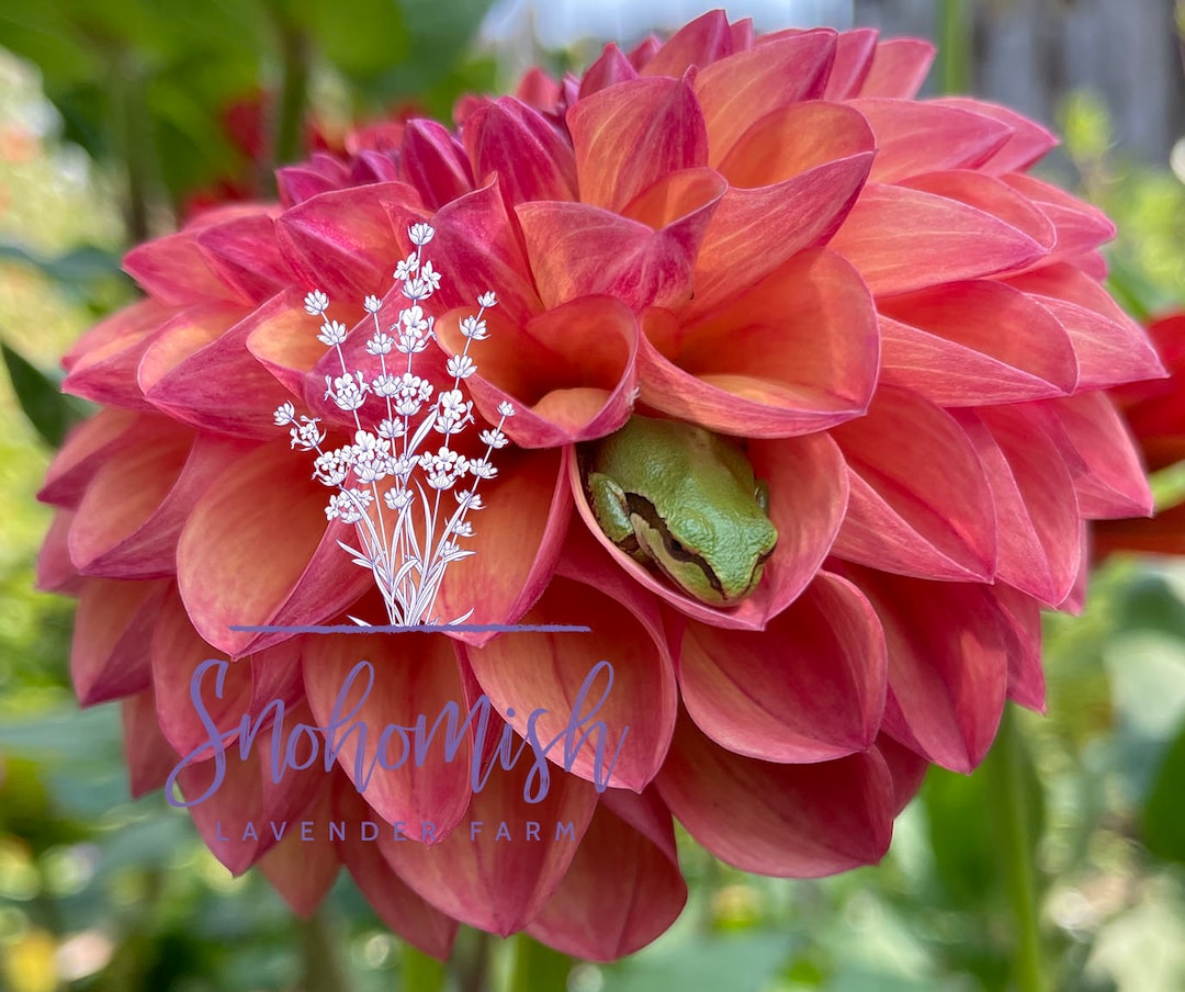 Frogs in Dahlia Flowers - Etsy
