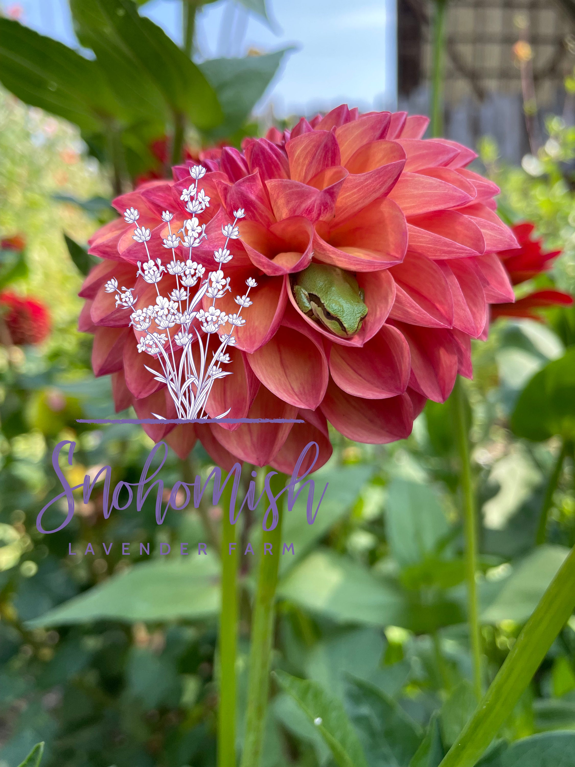 Frogs in Dahlia Flowers - Etsy