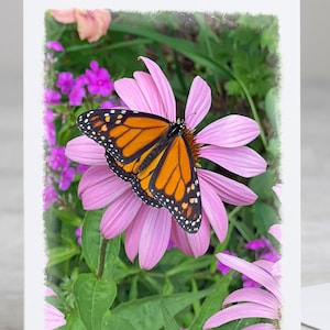 Monarch Butterfly Boxed Note Card Set in Gift Box - Etsy