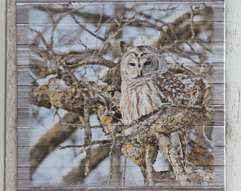 Barred Owl Canvas Print: Rustic Woods Nature Wall Art