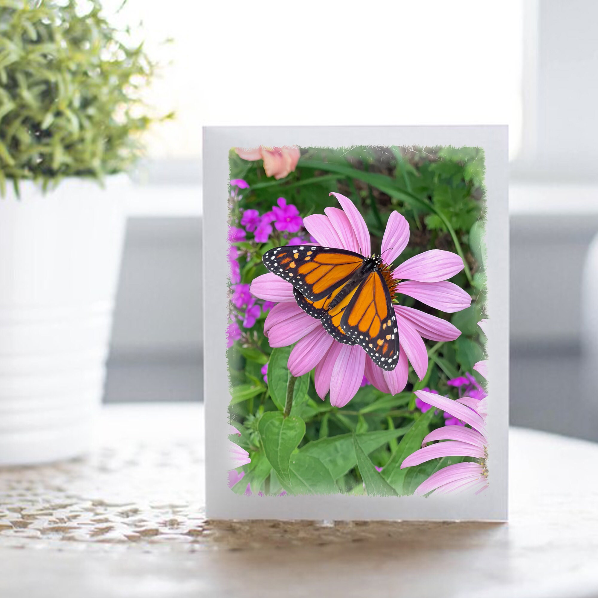 Monarch Butterfly Boxed Note Card Set - Blank Inside for Any Occasion ...