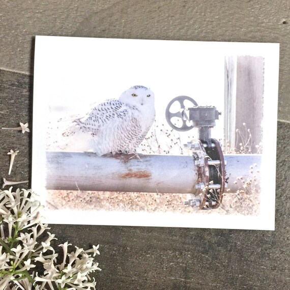 Snowy Owl Note Card Set Boxed Set of Blank Notecards and - Etsy