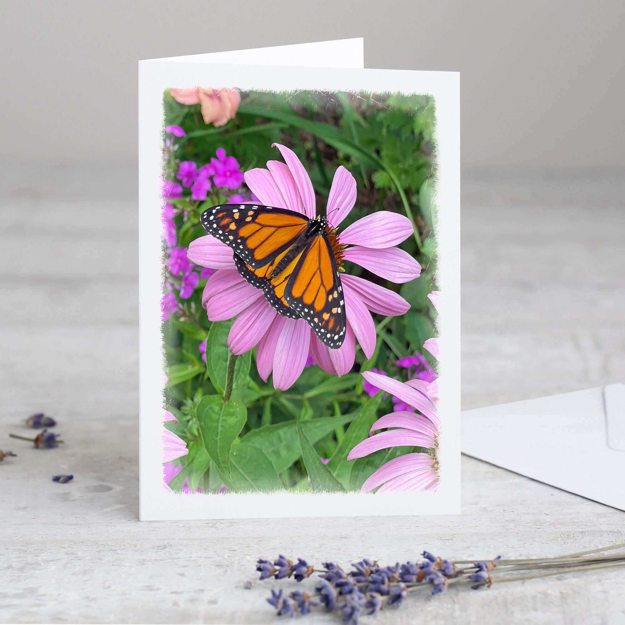 Monarch Butterfly Boxed Note Card Set - Blank Inside for Any Occasion ...